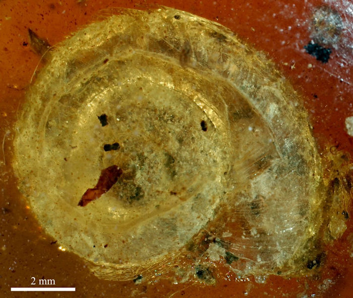 Hairy snail with bristles discovered in 99 million year old amber
