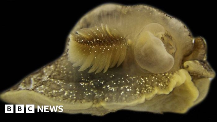 Thrilling discovery surprising sea creature spotted in pacific