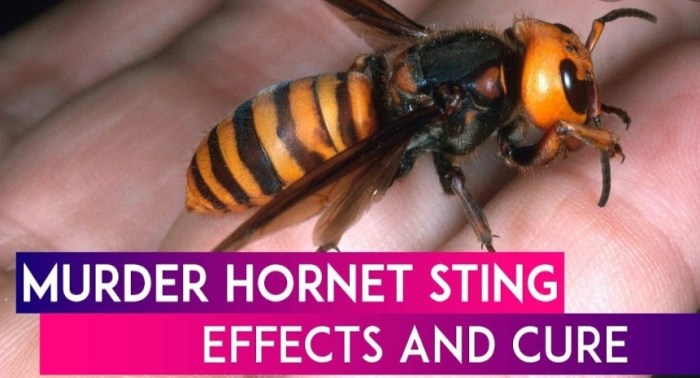 Murder hornet Blank Template - Imgflip So long murder hornet