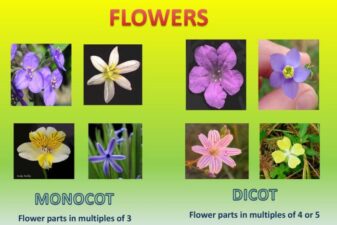 Evolution seed evolutionary angiosperm gymnosperm seeds parts plant biology de hyperlinks corresponding hotspots navigate section figure click choose board
