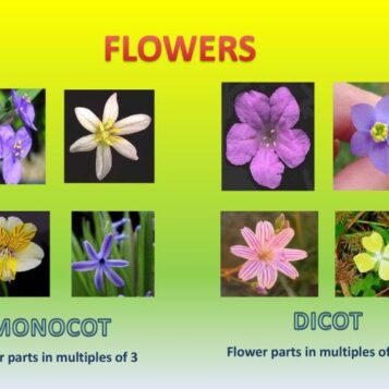 Evolution seed evolutionary angiosperm gymnosperm seeds parts plant biology de hyperlinks corresponding hotspots navigate section figure click choose board