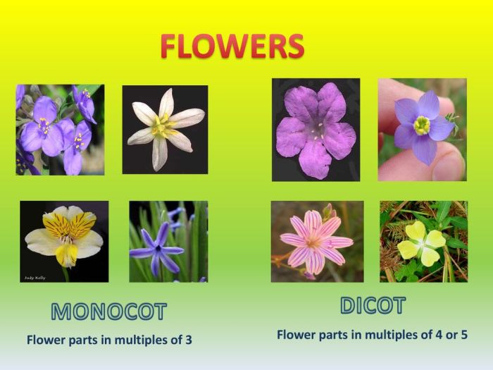 Evolution seed evolutionary angiosperm gymnosperm seeds parts plant biology de hyperlinks corresponding hotspots navigate section figure click choose board