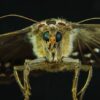 Moth vision night robot flower