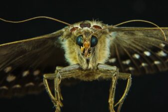 Moth vision night robot flower