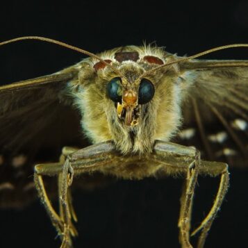 Moth vision night robot flower