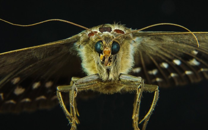 Moth vision night robot flower
