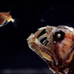 Thrilling discovery surprising sea creature spotted in pacific