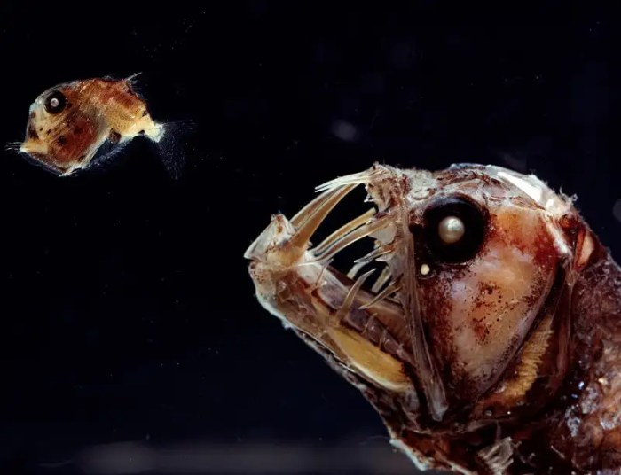 Thrilling discovery surprising sea creature spotted in pacific