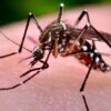 Zika florida cdc travel warning miami