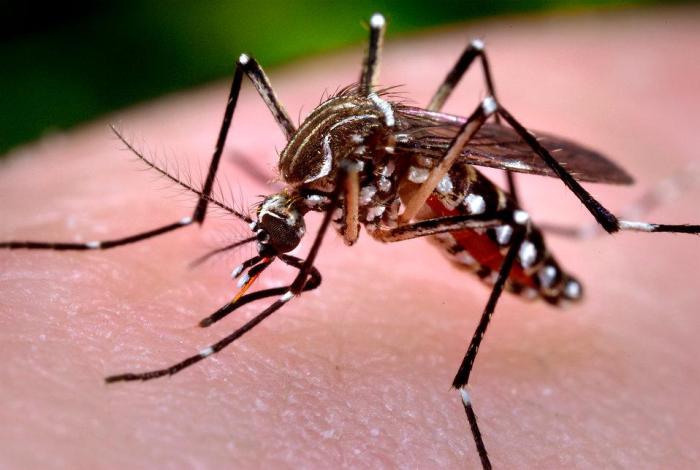 Zika florida cdc travel warning miami