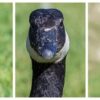 Goose watch geese tracking app university of waterloo
