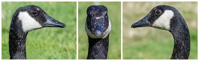 Goose watch geese tracking app university of waterloo