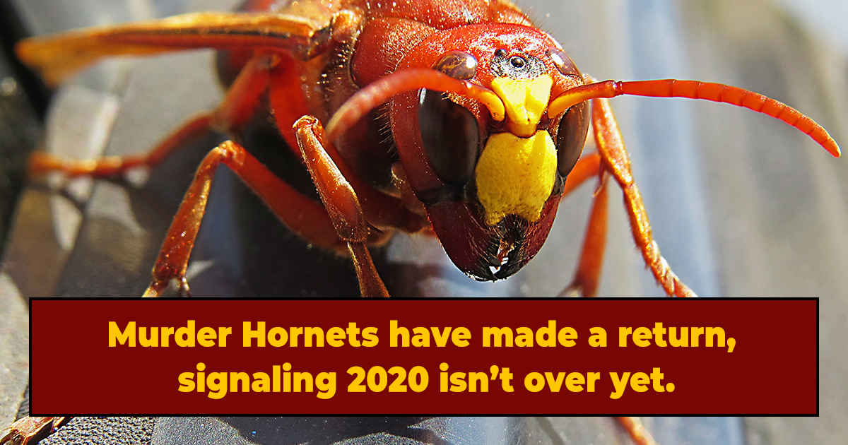Hornet hornets wasp species dangerous answered explains understand gailhampshire gilles gonthier judy gallagher scitechdaily Murder hornets get a new name and for good reasons