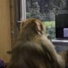 Elon musks neuralink under investigation for potential animal welfare violations