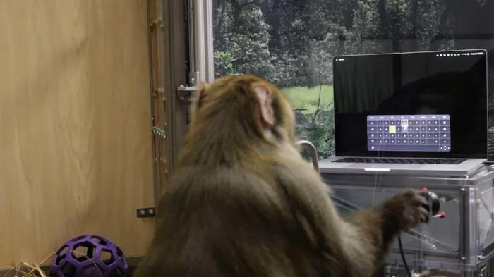 Elon musks neuralink under investigation for potential animal welfare violations