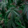 Democrats biden marijuana policy reschedule drug