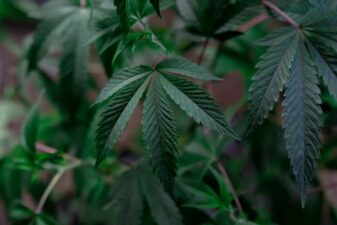 Democrats biden marijuana policy reschedule drug