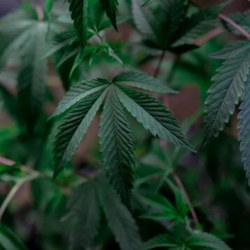 Democrats biden marijuana policy reschedule drug