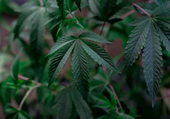 Democrats biden marijuana policy reschedule drug