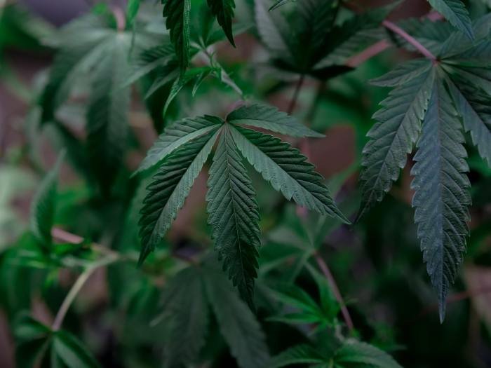 Democrats biden marijuana policy reschedule drug