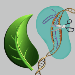 Crispr gene editing survey public opinion