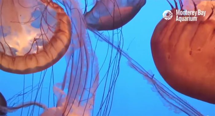 Jelly monterey lux relaxation isolation nettle graceful Jelly cam monterey bay aquarium