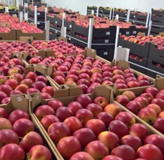 Apple 6s india iphone now make flickr cheaper indians afford launch chinese which will can successor se an credit manufactured