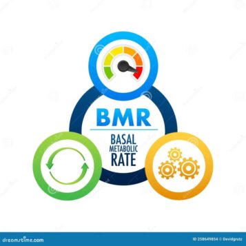 Your basal metabolic rate bmr is the key to losing weight or gaining muscle