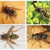 Murder hornets get a new name and for good reasons
