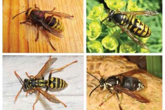 Murder hornets get a new name and for good reasons