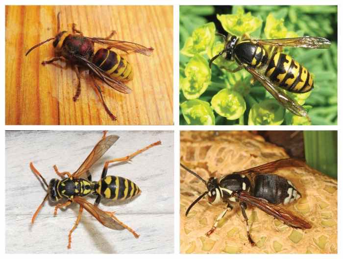 Murder hornets get a new name and for good reasons