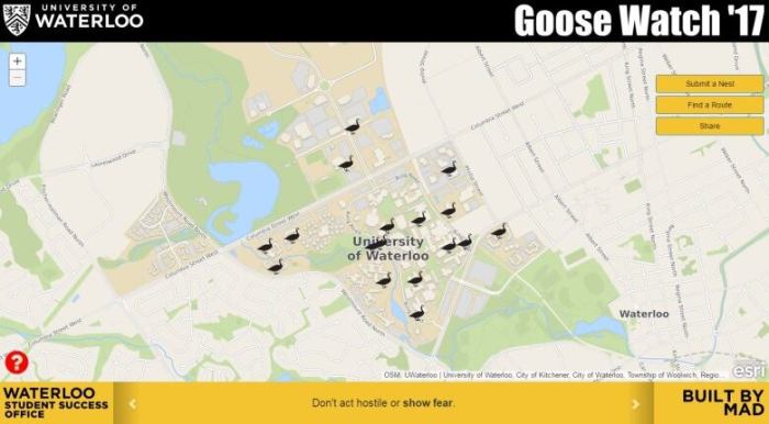 Goose geese say mr day picture library background ca Goose watch geese tracking app university of waterloo