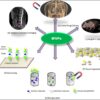 Ferrofluid magnetic nanoparticles biomedicine nasa invention cancer infections neurons