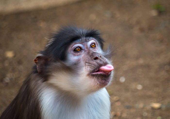 Monkeys nine