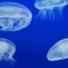 Jelly cam monterey bay aquarium