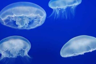 Jelly cam monterey bay aquarium