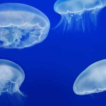 Jelly cam monterey bay aquarium
