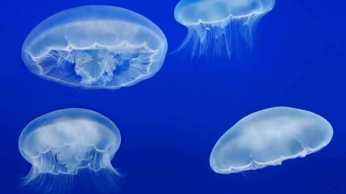 Jelly cam monterey bay aquarium