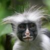 Thats a lot of monkeys