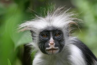 Thats a lot of monkeys
