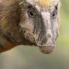 Apple tv prehistoric planet dinosaur nature documentary