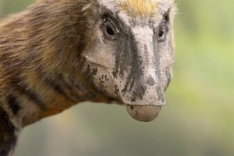 Apple tv prehistoric planet dinosaur nature documentary