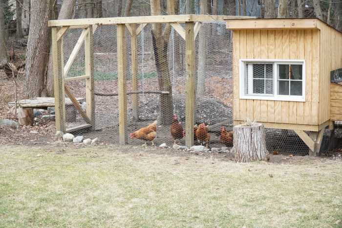 How i made my chicken coop smarter than my chickens