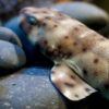 Watch sharks walk on the seafloor to get snacks