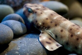Watch sharks walk on the seafloor to get snacks