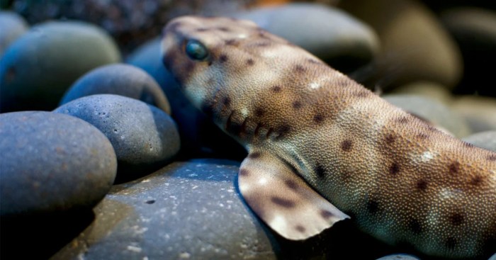 Walking shark sharks Watch sharks walk on the seafloor to get snacks