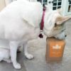 Yadoggie pet food subscription dog delivery smart scooper
