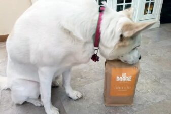 Yadoggie pet food subscription dog delivery smart scooper