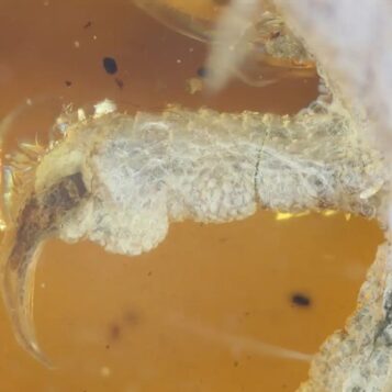Hairy snail with bristles discovered in 99 million year old amber