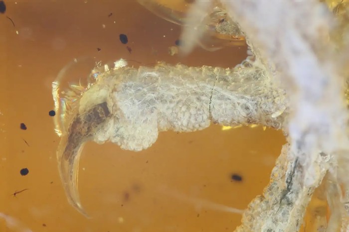 Hairy snail with bristles discovered in 99 million year old amber